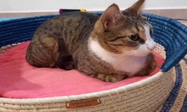 Panier à chat 1